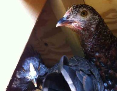 My First Year With Keeping Chickens: What I Learned Image